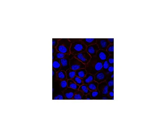 62-8523-78 Anti-EGFR Antibody, clone 7F12.1 MABS835