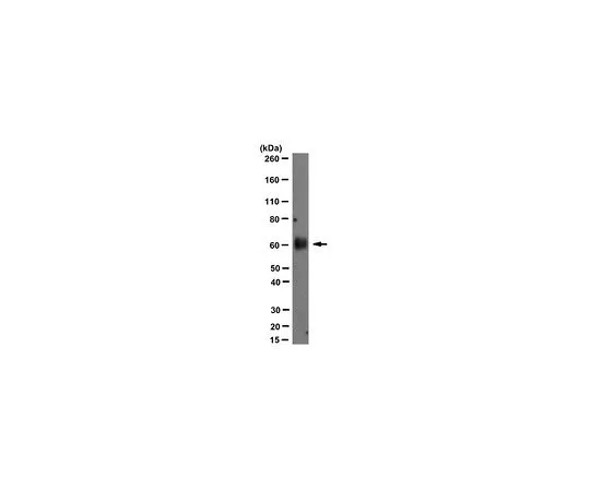 62-8521-31 Anti-Progranulin/GRN Antibody, clone 8H10 MABN1795