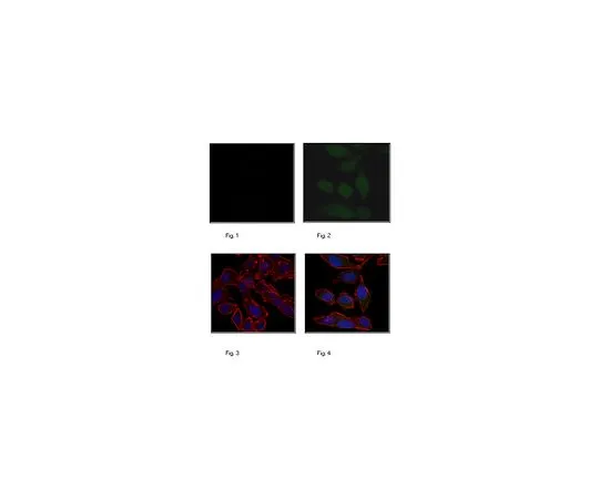 62-8505-98 Anti-Puromycin, clone 17H1, Alexa Fluor(R) 488 Conjugate MABE341-AF488