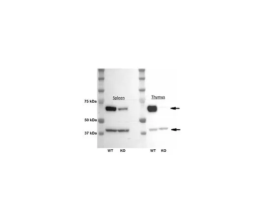 62-8508-87 Anti-DC-STAMP Antibody, clone 1A2 MABF39-I