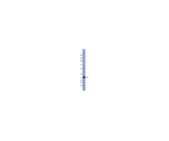62-8498-50 Myelin oligod***rocyte glycoprotein (MOG); 100 μg MAB5680