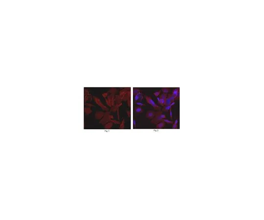 62-8526-38 Anti-Syntaxin-2, clone 2F2.1 MABT390