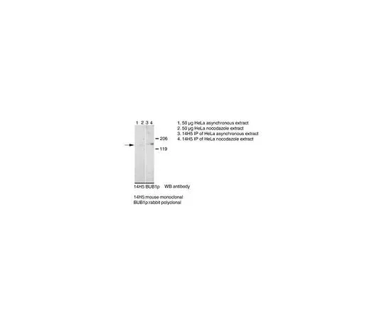 62-8495-35 Anti-Bub1, clone 14H5; 100 μg MAB3610