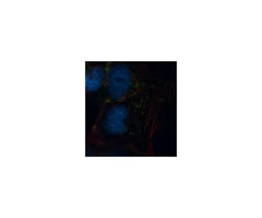 62-8507-99 Anti-Septin-9 Antibody, clone 10C10 MABE992