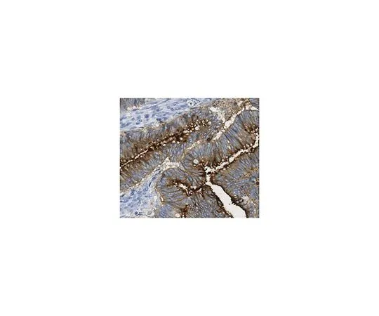 62-8526-17 Anti-CEACAM5 Antibody, clone 5C8C4 MABT325