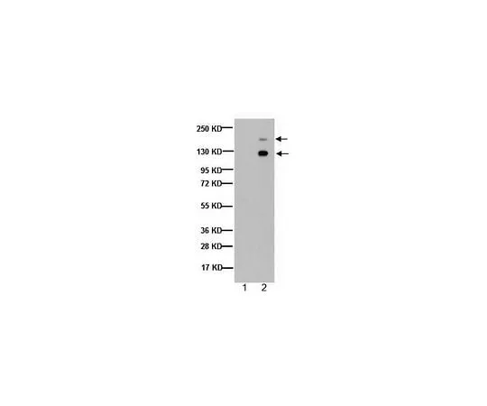62-8491-60 Anti-Spectrin alpha chain (nonerythroid), clone AA6; 50 μg MAB1622