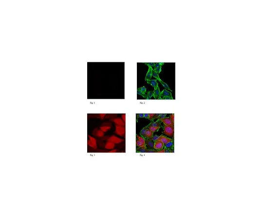 62-8506-06 Anti-Puromycin, clone 12D10, Alexa Fluor(R) 647 Conjugate MABE343-AF647