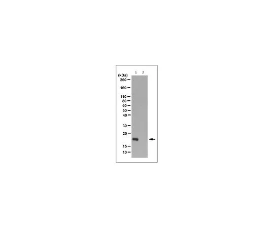 62-8524-71 Anti-N1-Phosphohistidine (1-pHis) Antibody, clone SC50-3 MABS1341