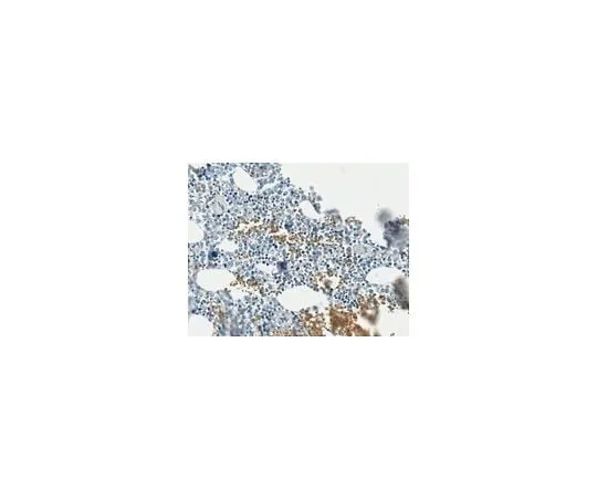 62-8492-13 Anti-Procollagen Type I Antibody, CT, clone PCIDG10 (Ascites Free) MAB1913-C