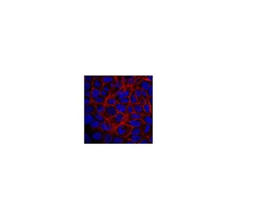 62-8496-15 Anti-BCRP1, clone 5D3; 100 μg MAB4155