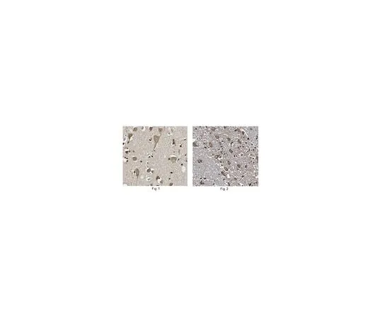 62-8471-19 Anti-FKBP38 ABS992