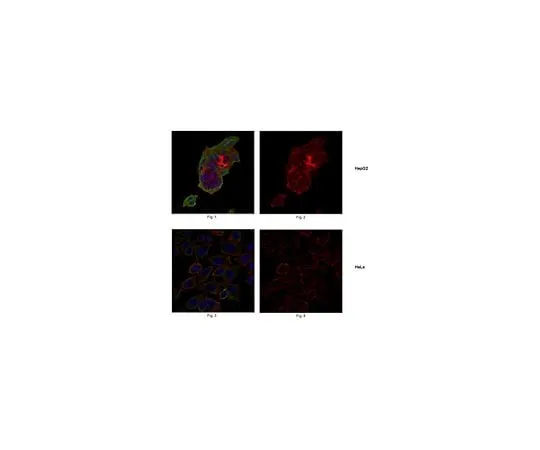 62-8525-65 Anti-Leukemia-associated RhoGEF/LARG, clone 13D2.1 MABT124