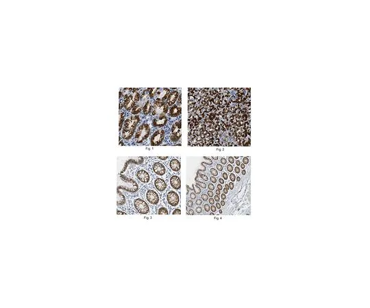 62-8525-63 Anti-AGR2 Antibody, clone 5G1.1 MABT122 MABT122