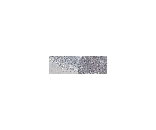 62-8521-13 Anti-Beta-IV spectrin Antibody, clone N393/76 MABN1727