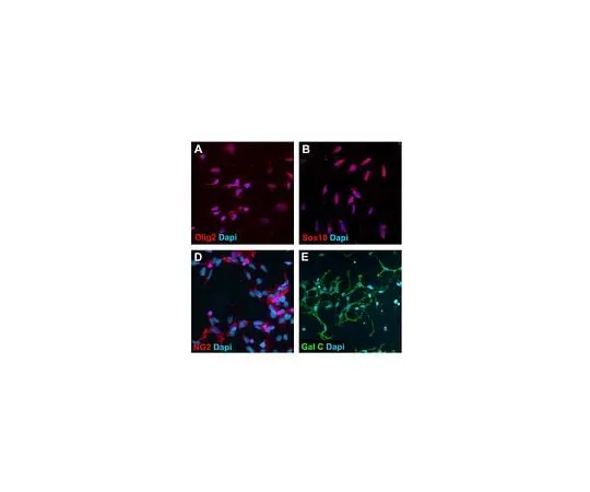 62-8533-04 Human Oligod***rocyte Differentiation Kit SCR600
