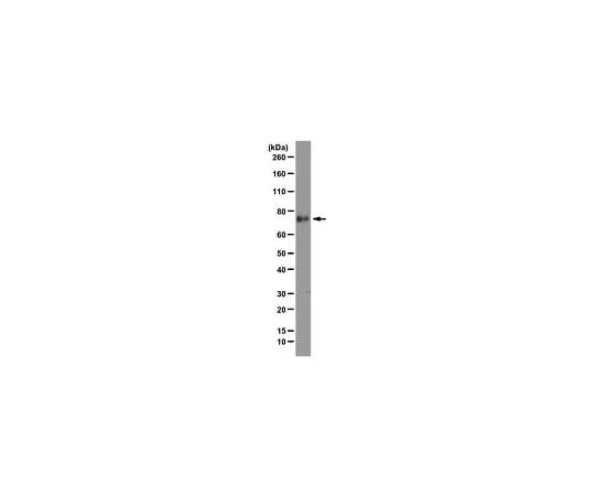 62-8493-91 Anti-Kindlin-1, clone 4A5.14; 100 μg MAB2616