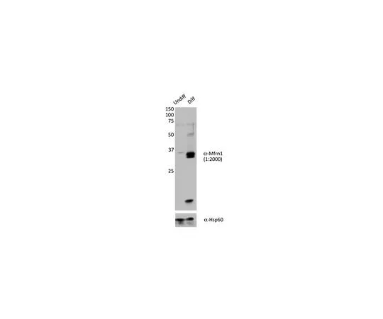 62-8471-45 Anti-Mitoferrin-1/Mfrn1 Antibody ABS1051
