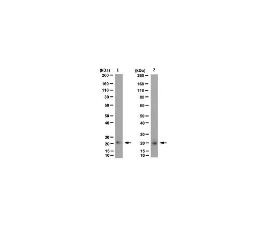 62-8513-26 Anti-Eosinophil-Derived Neurotoxin Antibdoy, clone 6D1.5/A5 MABF985