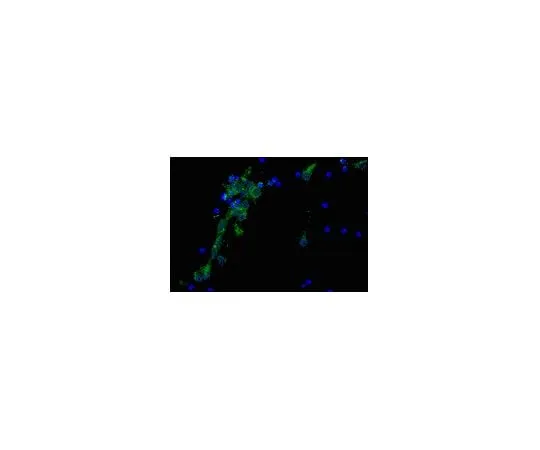62-8488-92 Anti-Alzheimer Precursor Protein A4, clone 22C11, Biotin Conj.; 100 μL MAB348B