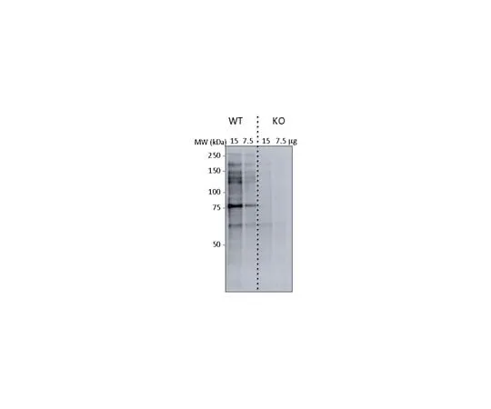 62-8524-36 Anti-O-GlcNAc Antibody, clone CTD110.6 MABS1254