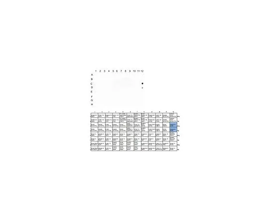 62-8507-68 Anti-phosph Histone H3.1 (Ser28), clone 5D10D4 MABE941