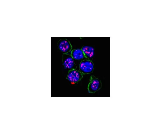 62-8508-45 Anti-HHV-8 LNA-1 Antibody, clone LN53 MABE1109