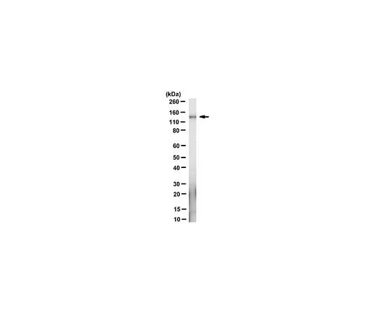 62-8495-11 Anti-Apaf-1 Antibody, clone 13F11 MAB3504-I