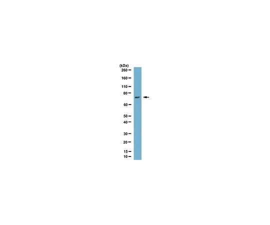 62-8505-93 Anti-DBF4, clone 7H8.1 MABE338