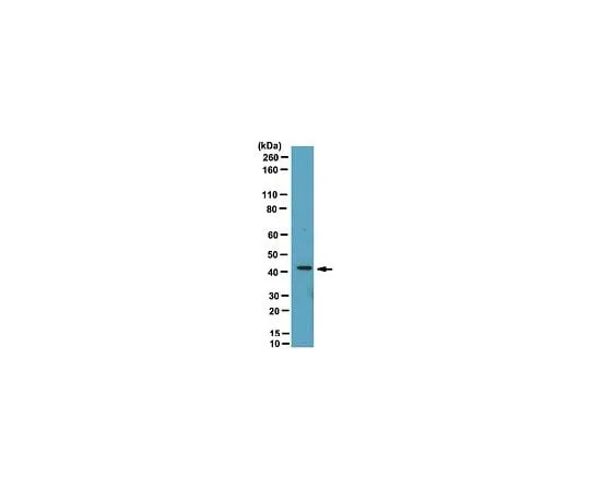 62-8472-28 Anti-Endophilin-A1; 100 μL ABT22