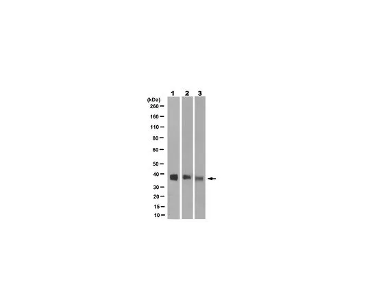 62-8497-30 Anti-Synaptophysin Antibody, clone SY38 MAB5258-I