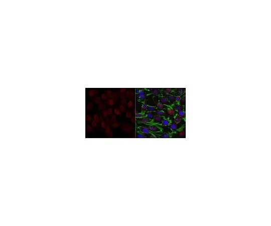 62-8521-08 Anti-GADD153/DDIT3/CHOP Antibody, clone 5E5.3 MABN1616