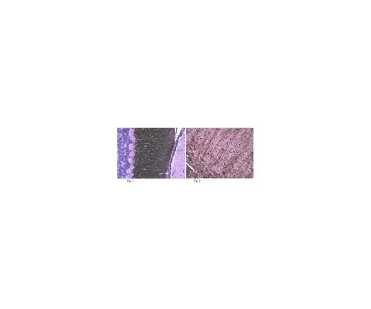 62-8516-57 Anti-Caspr, clone K65/35; 100 μg MABN69