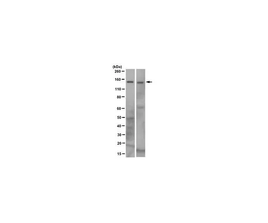 62-8507-23 Anti-TERT Antibody, clone 7D5.2 MABE662