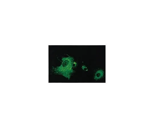 62-8489-72 Anti-Parainfluenza 1, clone 251/12A; 100 μL MAB834-1