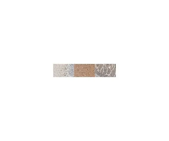 62-8468-35 Anti-Beta-glucocerebrosidase (GBA) ABN1387
