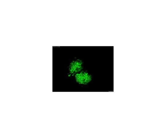 62-8496-89　Anti-OCT-4 [POU5F1], clone 7F9.2, Alexa Fluor(R) 488 conjugate　MAB4419A4