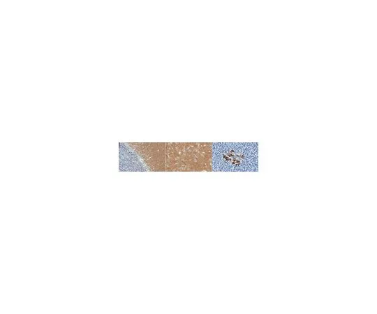 62-8520-74 Anti-Synaptophysin Antibody, clone 10F6.1 MABN1193