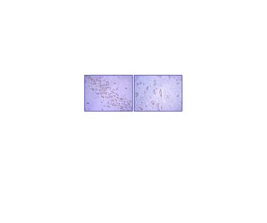 62-8489-38 Anti-Glutamate Receptor 2, extracellular, clone 6C4; 100 μg MAB397