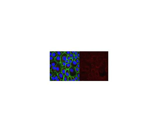 62-8497-94 Anti-Oct-1 Antibody, clone YL15, Ascites Free MAB5434-C