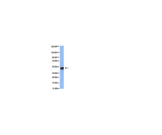 62-8494-80 Anti-Tubulin, beta, clone KMX-1; 50 μg MAB3408