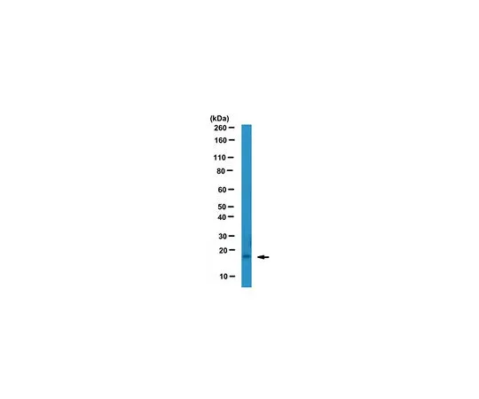 62-8501-64 Anti-SDF-1 Antibody, clone K15C, Azide free , Cat. No. MABC184 MABC184