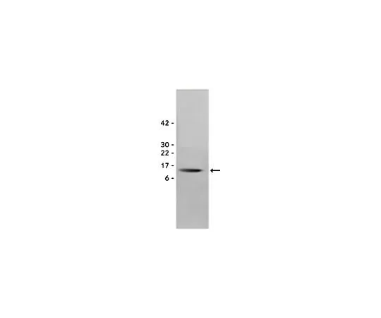 62-8485-66 Brain Derived Neurotrophic Factor, recombinant; 10 μg GF029