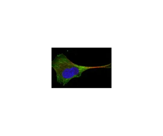 62-8519-31 Anti-WNT10B, clone 5A7 MABN717