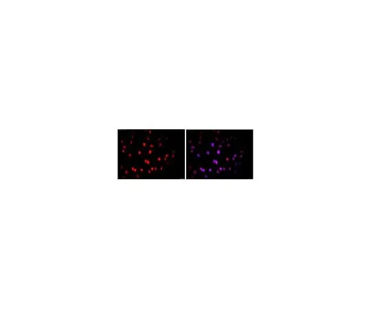 62-8490-74 Anti-Nuclei, clone 235-1, Cy3 conjugate MAB1281C3