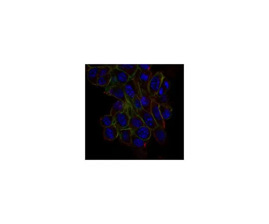 62-8522-72 Anti-Trpv4 Antibody, clone 1B2.6 MABS466
