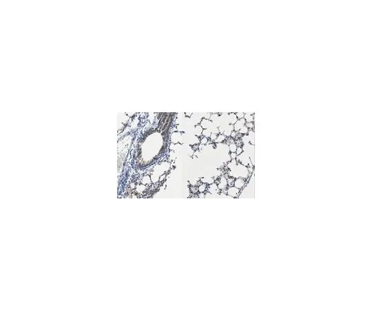 62-8527-28 Anti-Cytokeratin 19 Antibody, clone TROMA-3 MABT913