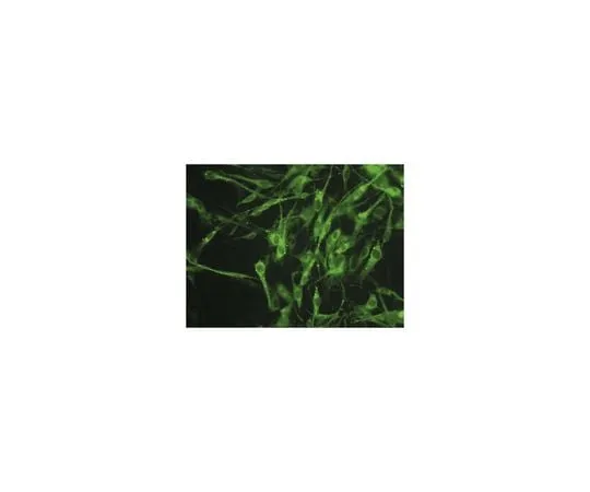 62-8494-30 Anti-Connexin 45, clone 8A11.2 (Ascites Free) MAB3100-C