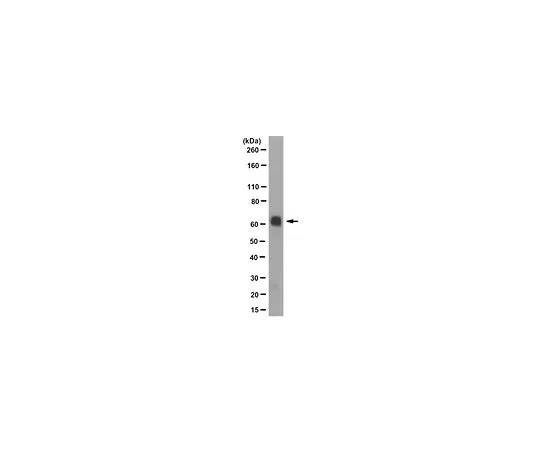 62-8522-73 Anti-IA-2, clone 76F MABS469