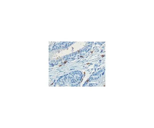 62-8498-40 Anti-GD1a Ganglioside Antibody, clone GD1a-1 (Azide Free) MAB5606Z