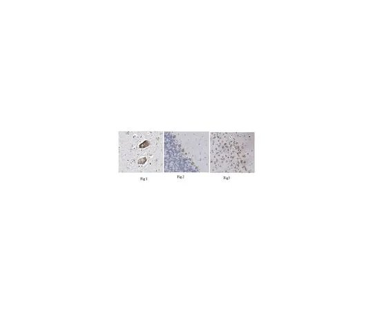 62-8519-44 Anti-Neuroligin-1, clone 1C9.1 MABN742